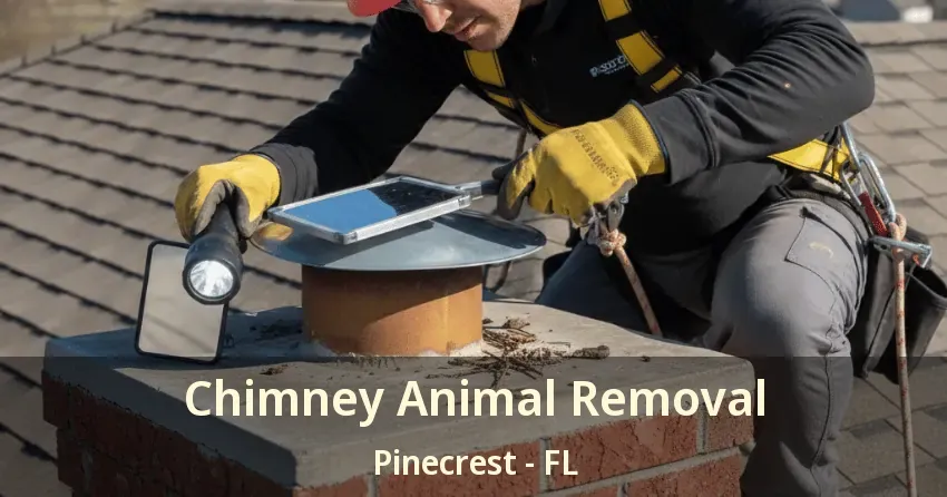 Chimney Animal Removal Pinecrest - FL